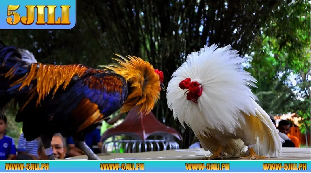 Competition Types of DS88 Sabong