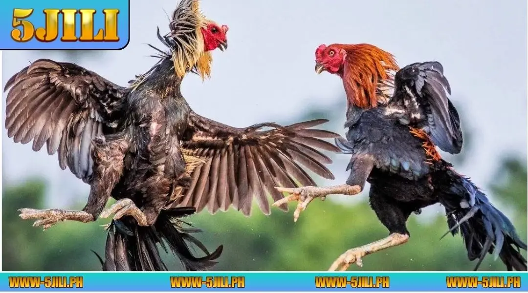 Highlights of DS88 Sabong