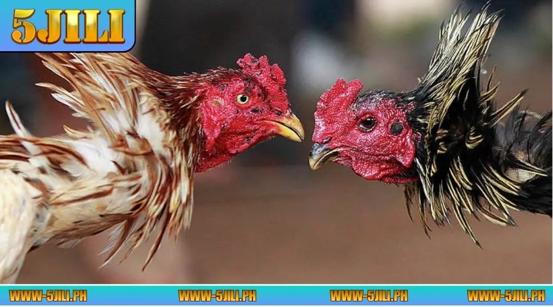 What is WS168 Sabong?