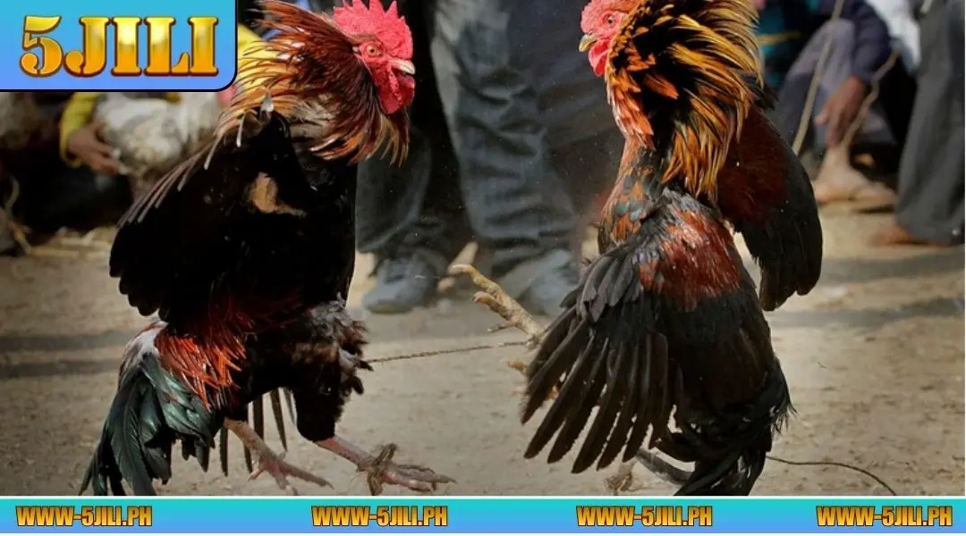 What to note when playing WS168 sabong at 5JILI